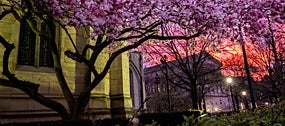 Building with beautiful tree with purple flowers